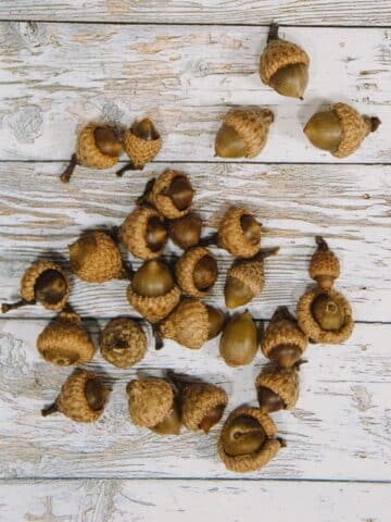 How to clean and prepare acorns for crafts.