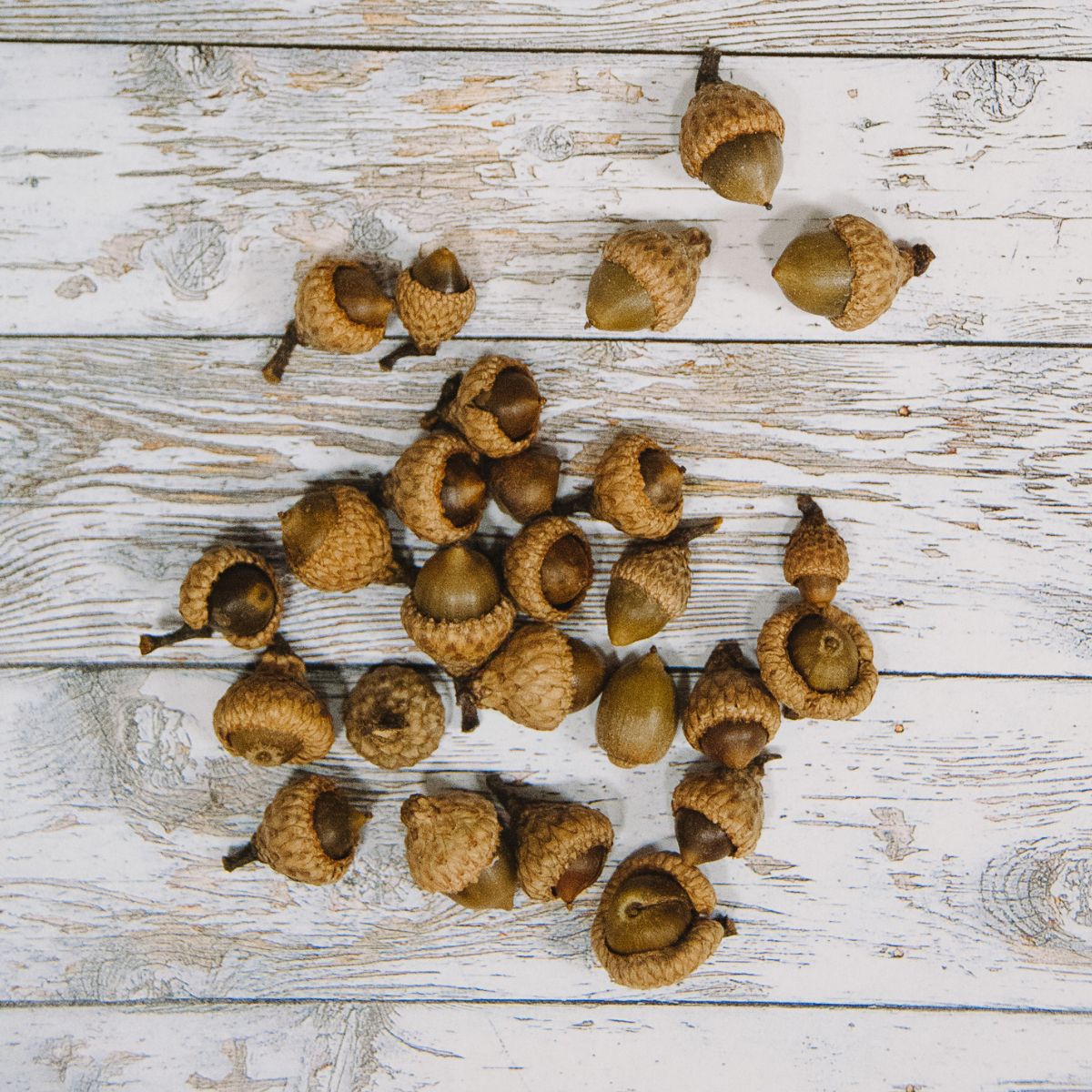 How to clean and prepare acorns for crafts.