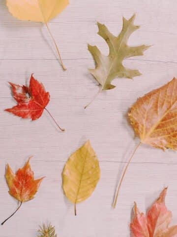 How to Preserve Fall Leaves with Beeswax.