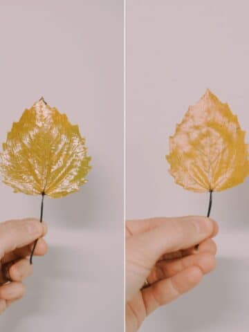 A look at using Matte vs Gloss Mod Podge to preserve fall leaves.